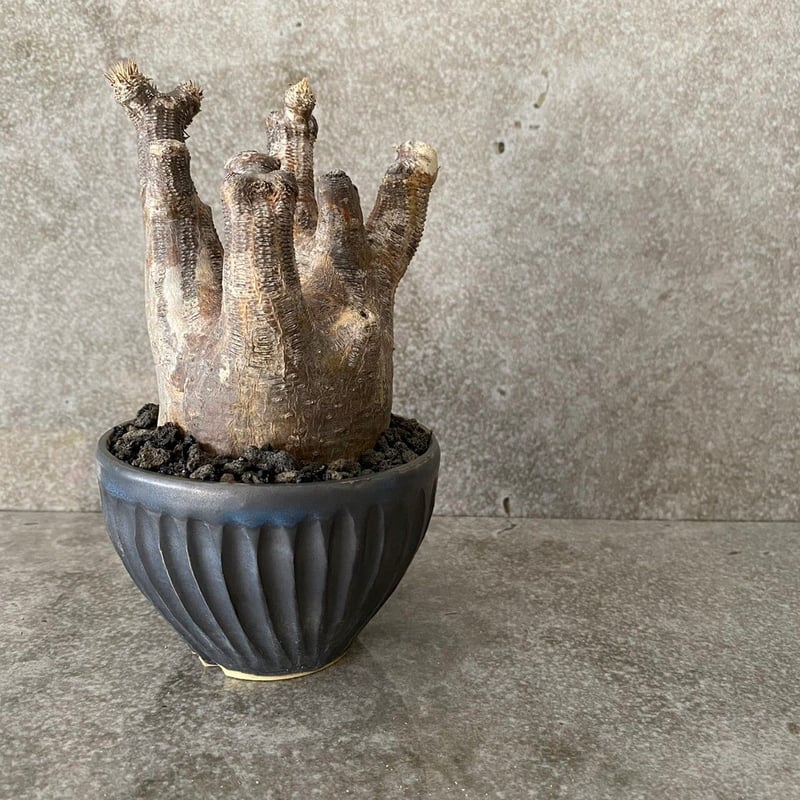 パキポディウム イノピナツム MI-02 × 