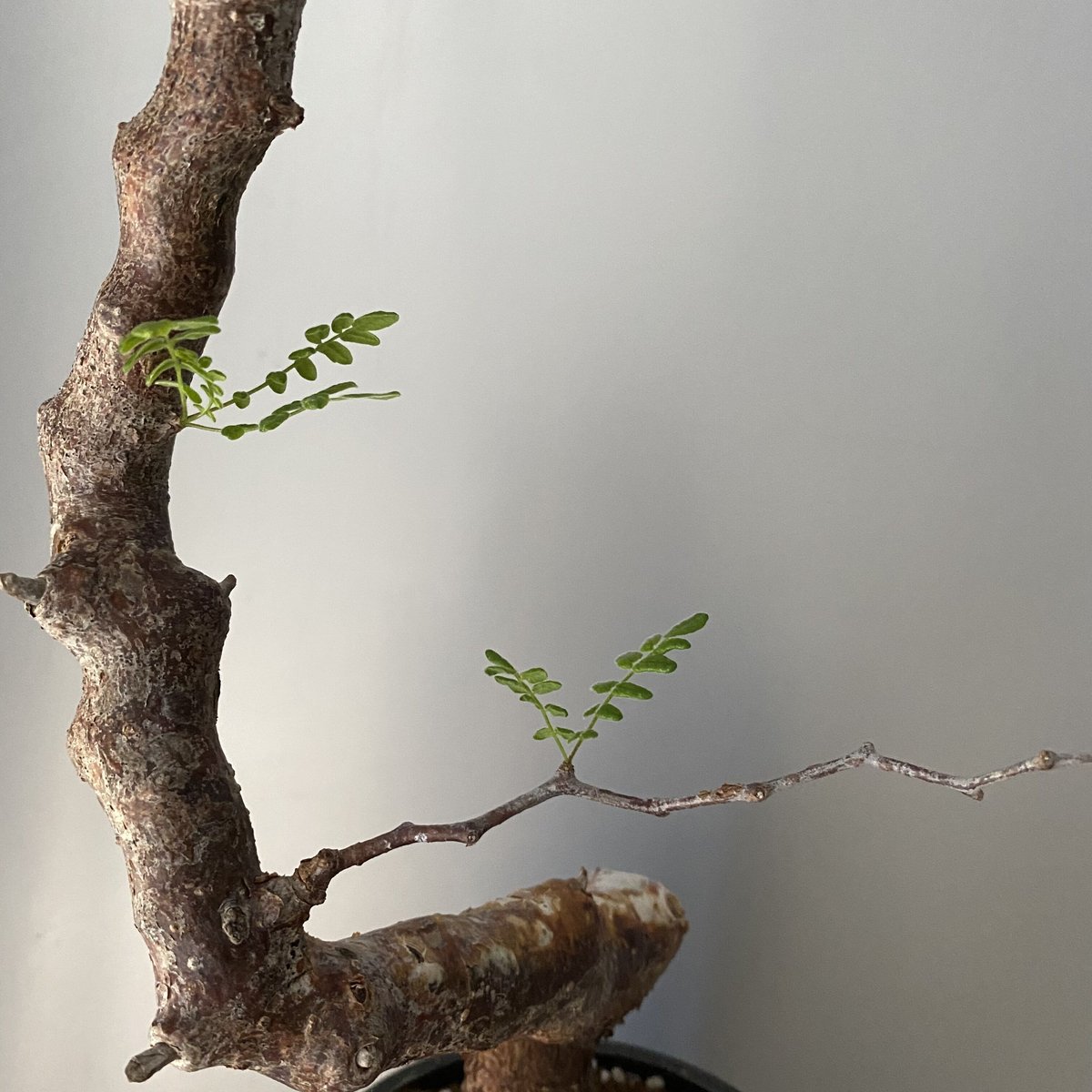 コミフォラ モンストローサ 発根済 現地株 MO-05 | Botanical Holic コミフォラ モンストローサ 発根済 現地株 MO-05 | Botanical Holic
