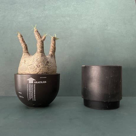 発根済 扁平 グラキリス VAG-03 × VALIEM BOWL (グラキリス専用鉢) M  / Black