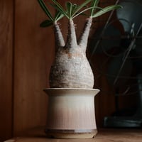 グラキリス  - 象牙宮 -［No.75］  ×  杉山悠 作 笠間焼 植木鉢 S［φ9.5cm］