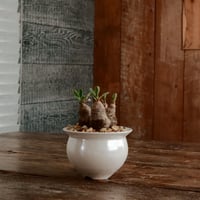 ユーフォルビア ラバティ［No.61］  ×   坂本新 作 「  LUSTER OVERGLAZE - 白虹彩 -  white pearl - 」植木鉢 笠間焼