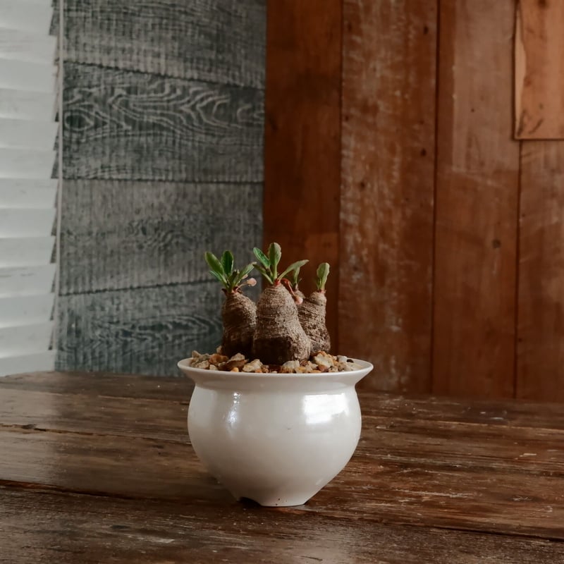 ユーフォルビア ラバティ［No.61］ × 坂本新 作 「 LUSTER OVERGL