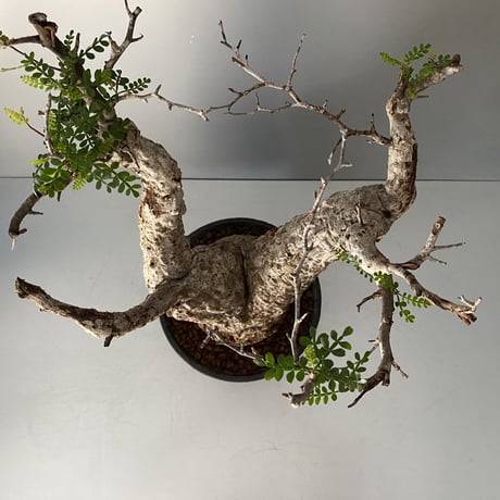発根済 オペルクリカリア パキプス P-11  × 小野瀬 一 作品「the first plants wear」 7号 植木鉢