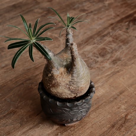 発根済 グラキリス  - 象牙宮 - size M［No.229］  ×  與那嶺大輔 作 「琉球唐草」3号 植木鉢