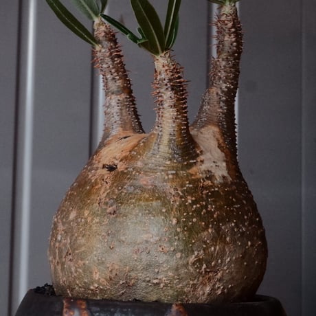 グラキリス φ10cm - 象牙宮 -［No.100］  × 磯部祐介 作「 円 - en - "闇落ち "」3.5号 植木鉢 笠間焼