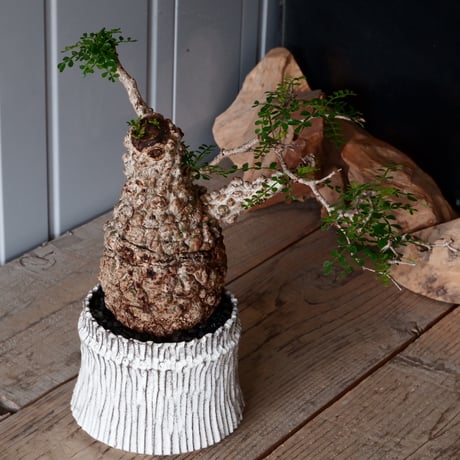 オペルクリカリア パキプス φ 11cm［No.05］  × 根本峻吾 作 S.N POT type.cylinder「 月光ノ爪牙」4.5号 植木鉢 笠間焼