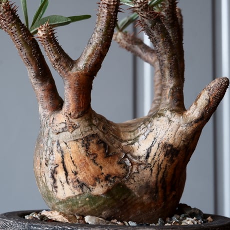 グラキリス φ11cm - 象牙宮 -［No.39］  ×   沼野秀章 作「 刻ム音 」3.5号 植木鉢 笠間焼