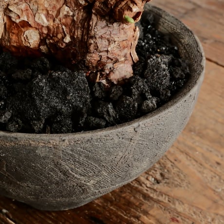 《 size L 》ケラリア ピグマエア［No.19］  ×   沼野秀章 作「 black wrap 」4.5号 植木鉢 笠間焼
