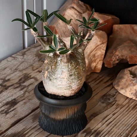 グラキリス φ8cm - 象牙宮 -［No.55］  × 磯部祐介 作「 匣 - kou - 」3号 植木鉢 笠間焼