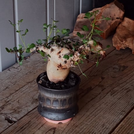 コミフォラ カタフ ピュア［No.03］  × 杉山悠 作 φ10cm 植木鉢 笠間焼