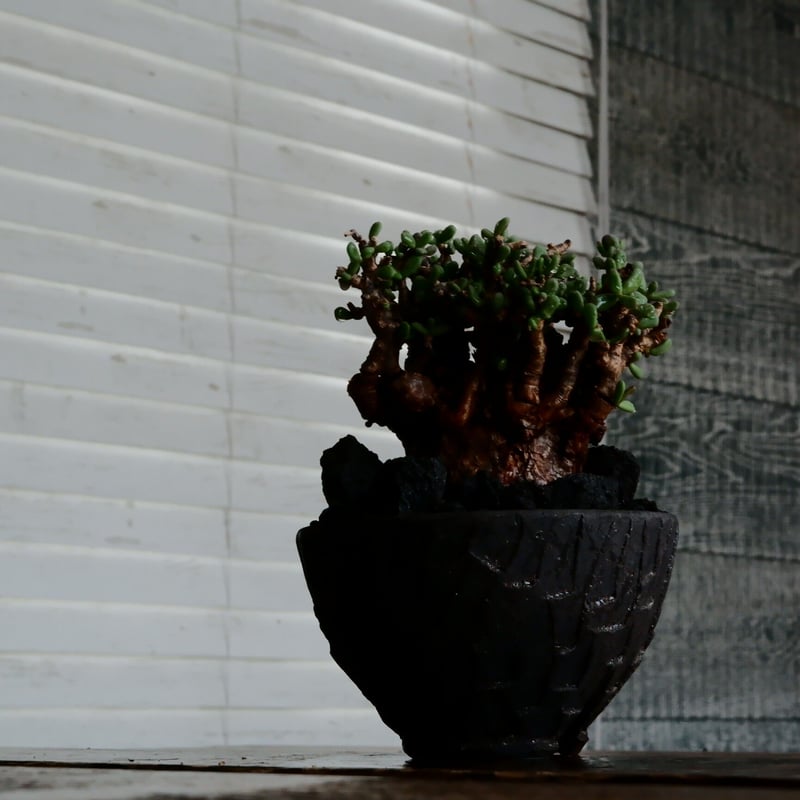 ケラリア ピグマエア 発根済［No.15］ × 沼野秀章 作「 black wrap 」