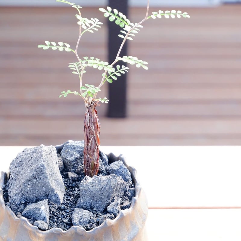 発根済 オペルクリカリア パキプス 根挿し［ SP-04 ］ × S.N.Pot 