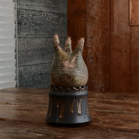 グラキリス - 象牙宮- ［No.168］  ×   根本峻吾 作 S.N POT type.cylinder「 黒焔 - kokuen - 」3号 植木鉢 笠間焼