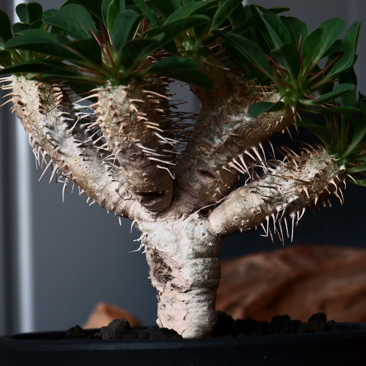 ユーフォルビア・ギラウミニアナ（大） 鉢サイズ15cm 現品限り