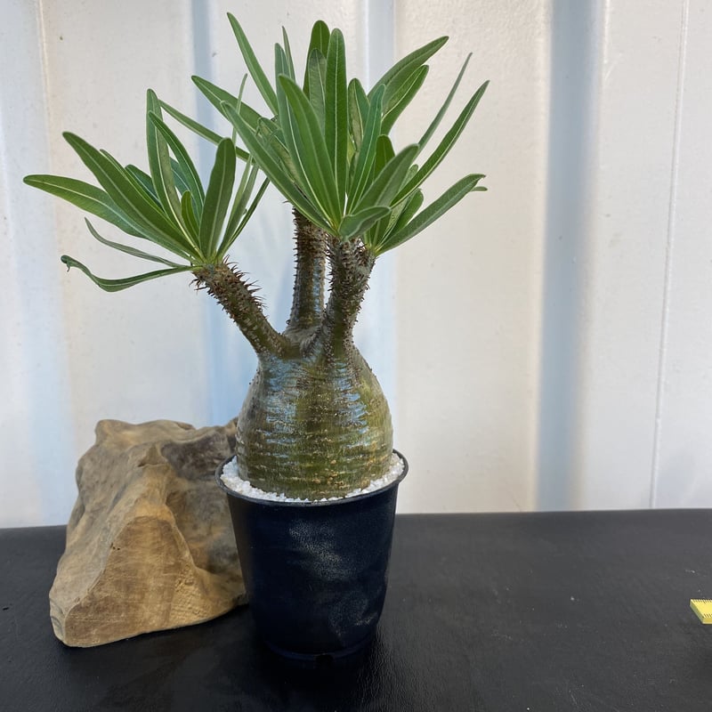 塊根植物:ペラルゴニウム・トリステ(現地球、発根済み)