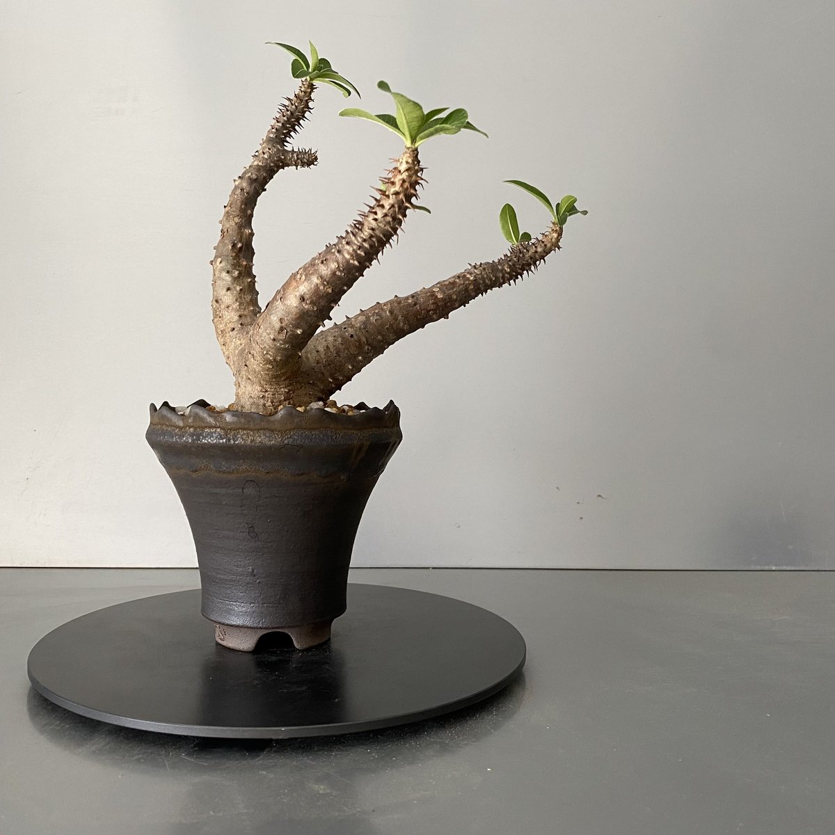 発根済 マカイエンセ 魔界玉 現地株 BG-159 × S.N.Pot - crown - 4