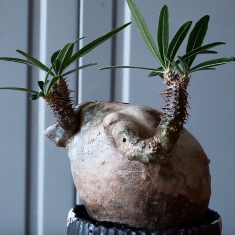グラキリス φ8.5cm - 象牙宮-［No.28］× 根本峻吾 作 S.N POT type.round「 爪牙 -堕天黒- 」3号鉢 笠間焼