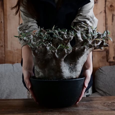 CATEGORY イノピナツム - Inopinatum - | Botanical Holic