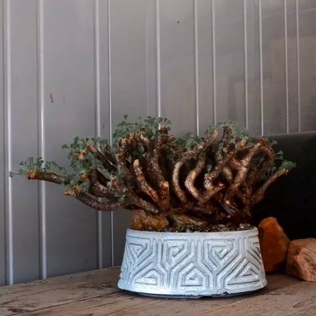 CATEGORY サルコカウロン ムルチフィズム | Botanical Holic