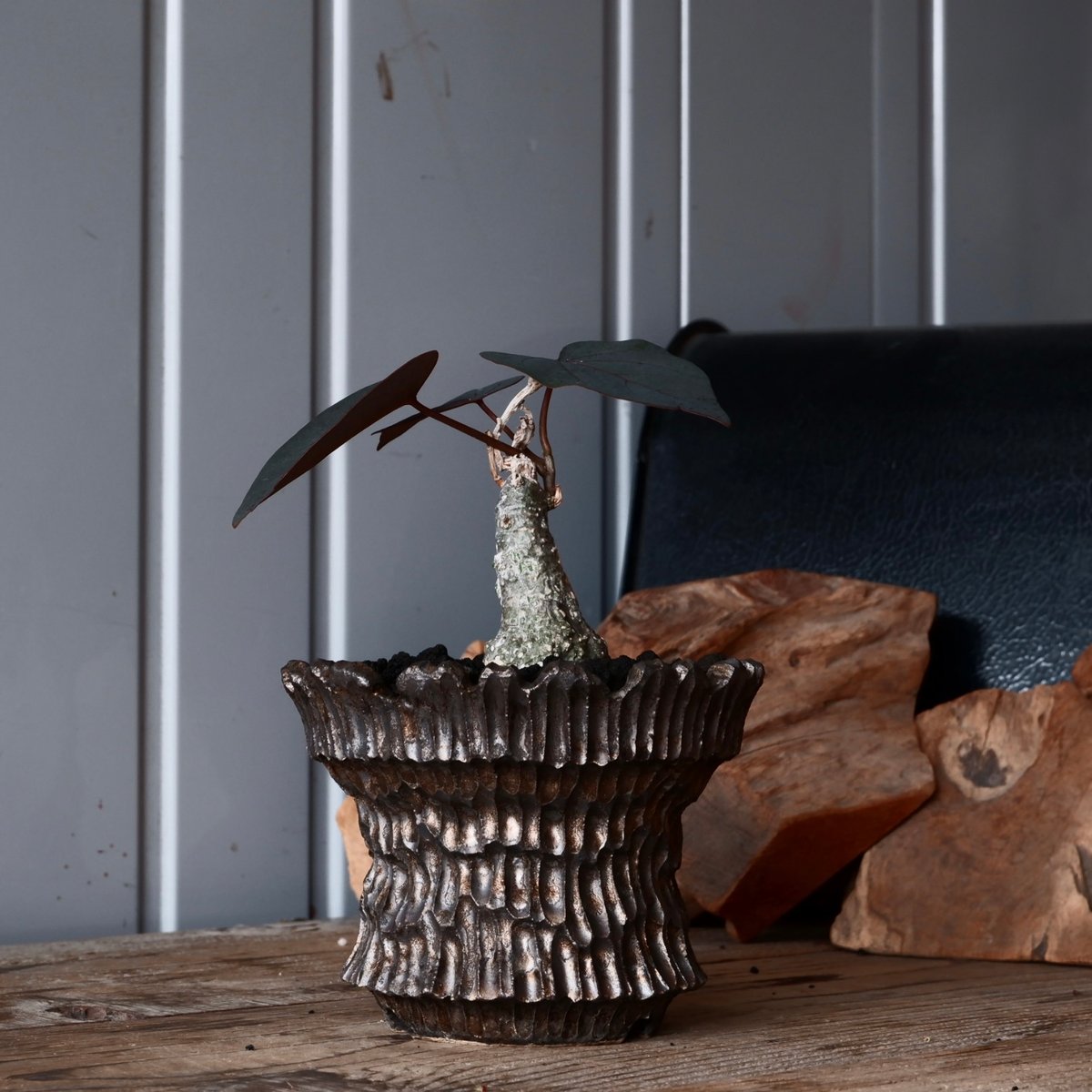 アデニア　スティローサ　 現地球　発根株　（鉢付き） アデニア スティローサ アデニア ステイローサ 現地株 発根済