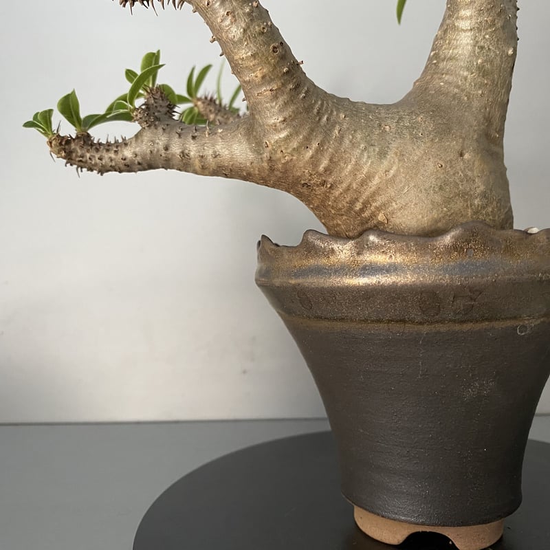 マカイエンセ　陶器鉢付き 発根済 マカイエンセ 魔界玉 現地株 BG-121 × S.N.Pot - crown