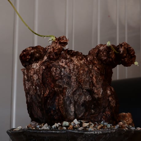 ペラルゴニウム トリステ［No.83］  × 沼野秀章 作品【 black wrap 】4号 植木鉢 笠間焼