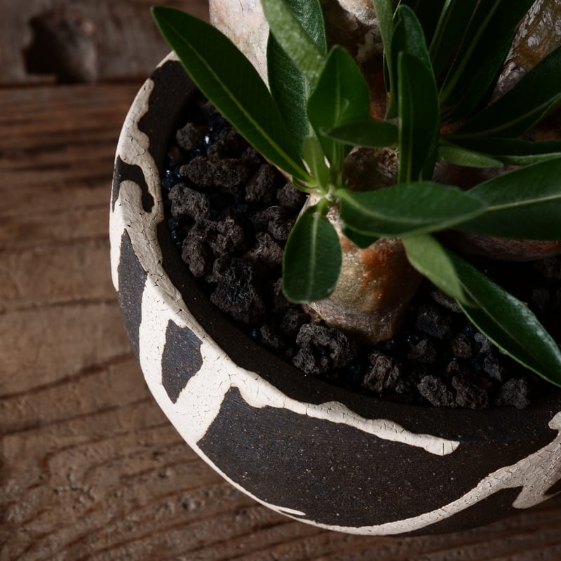 パキポディウム ブレビカリックス 輸入株 発根済［No.9］ × 沼野秀章