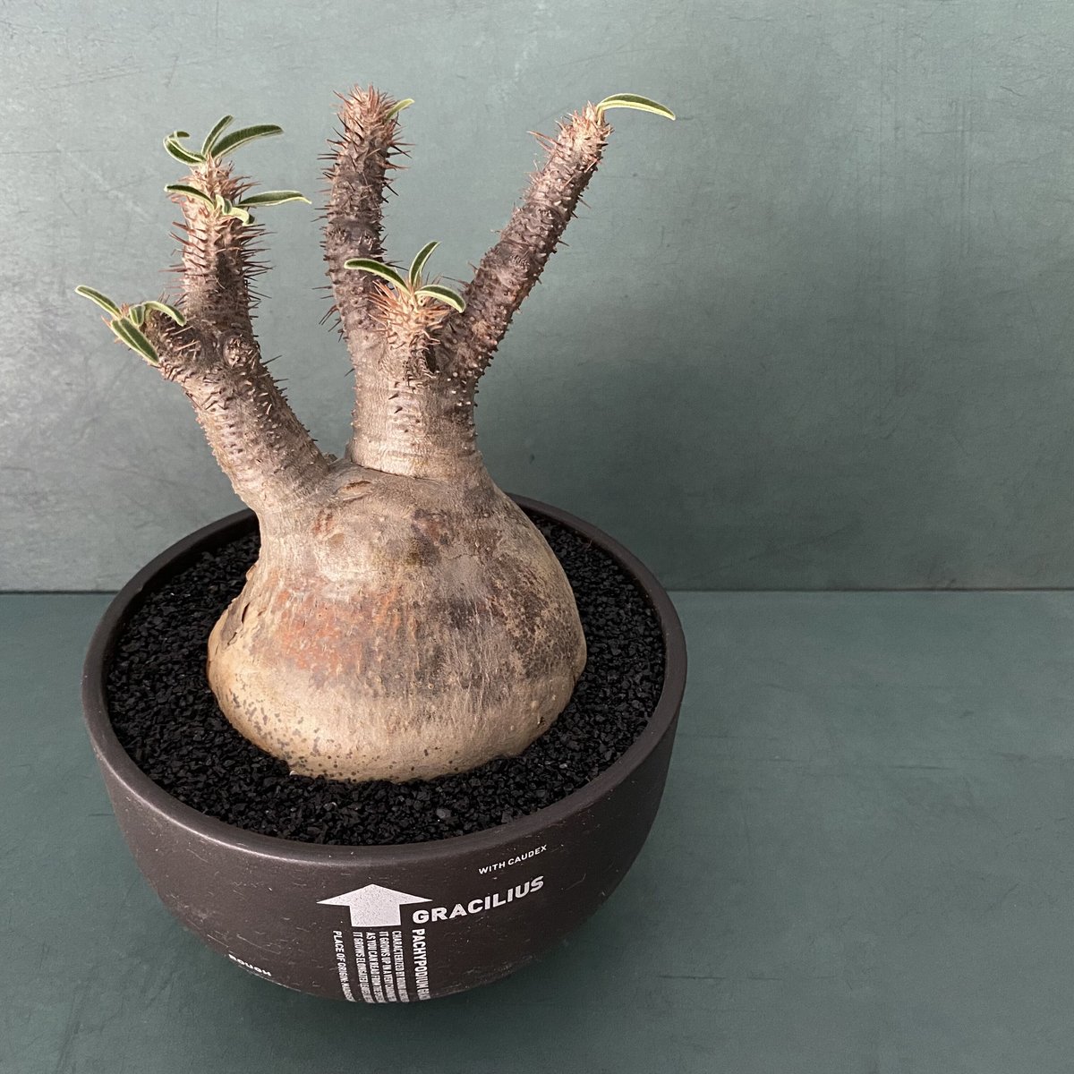 発根済 奇人 グラキリス VAG-04 × VALIEM BOWL [ グラキリス 発根済 奇人 グラキリス VAG-04 × VALIEM BOWL [ グラキリス