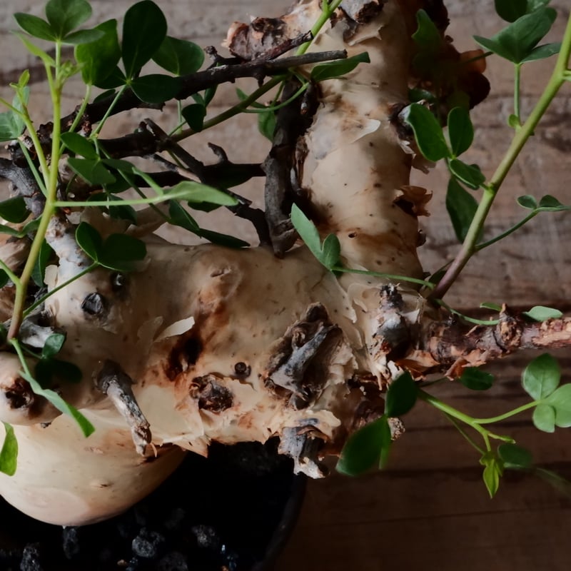 コミフォラ カタフ ピュア［No.03］ × 杉山悠 作 φ10cm 植木鉢 笠間焼