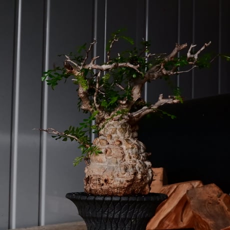 オペルクリカリア パキプス φ9cm［No.27］  × 沖誠 作品【 Bark / upper spread 】3号 植木鉢 笠間焼