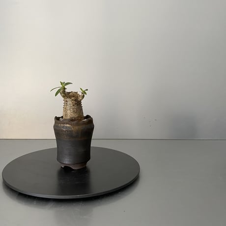 発根済 超チビ マカイエンセ 魔界玉 現地株 BG-144 × S.N.Pot - crown - 2号鉢 ［作家  "根本峻吾"］