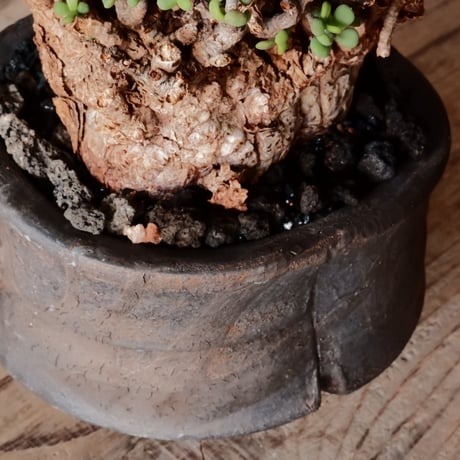 ケラリア ピグマエア 現地株 発根済 ［No.42］  ×   沼野秀章 作「 black wrap 」3号 植木鉢 笠間焼