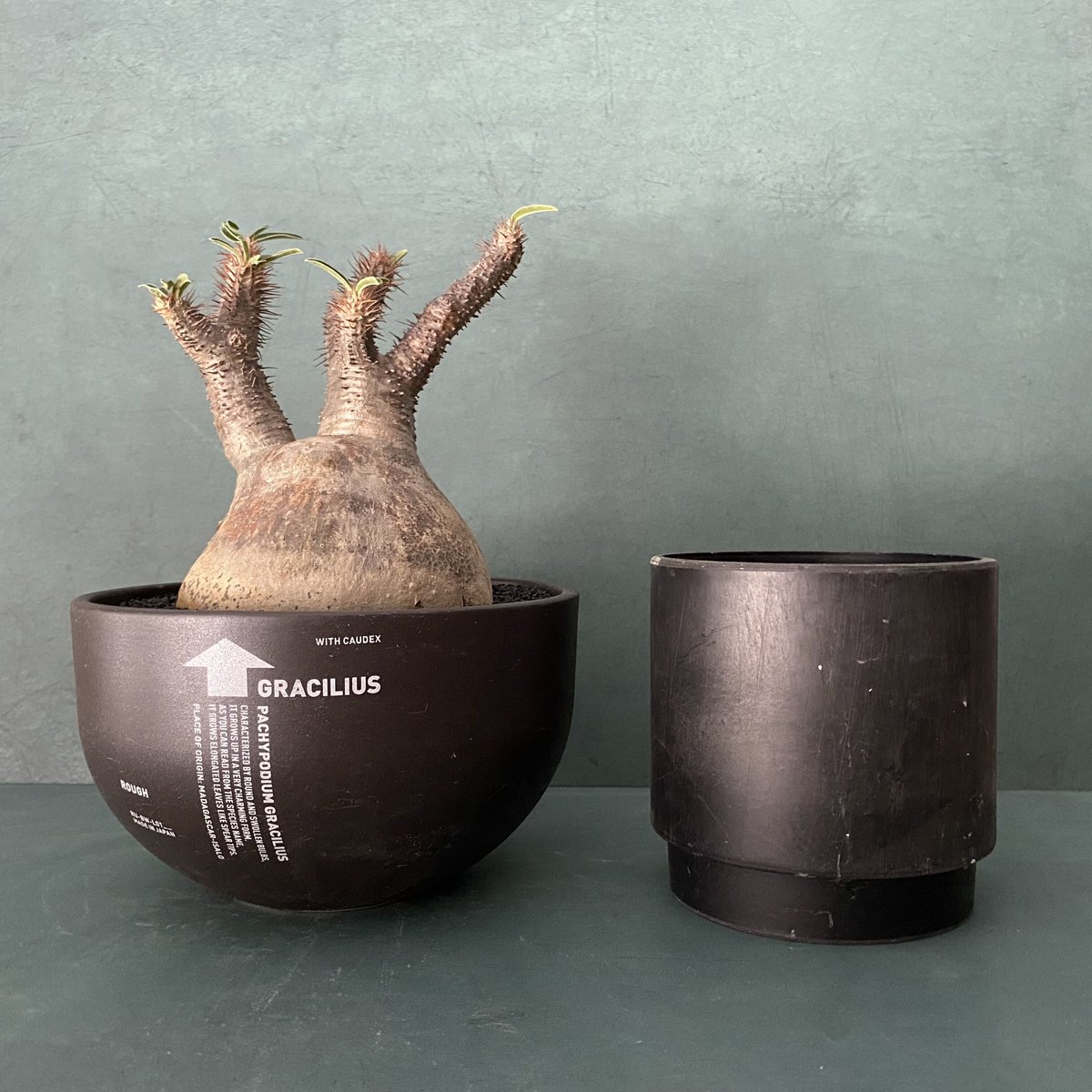 VALIEM MONSTER MOUTH BOWL-L04 鉢 植木鉢 アオボウズ バリエム Pot 