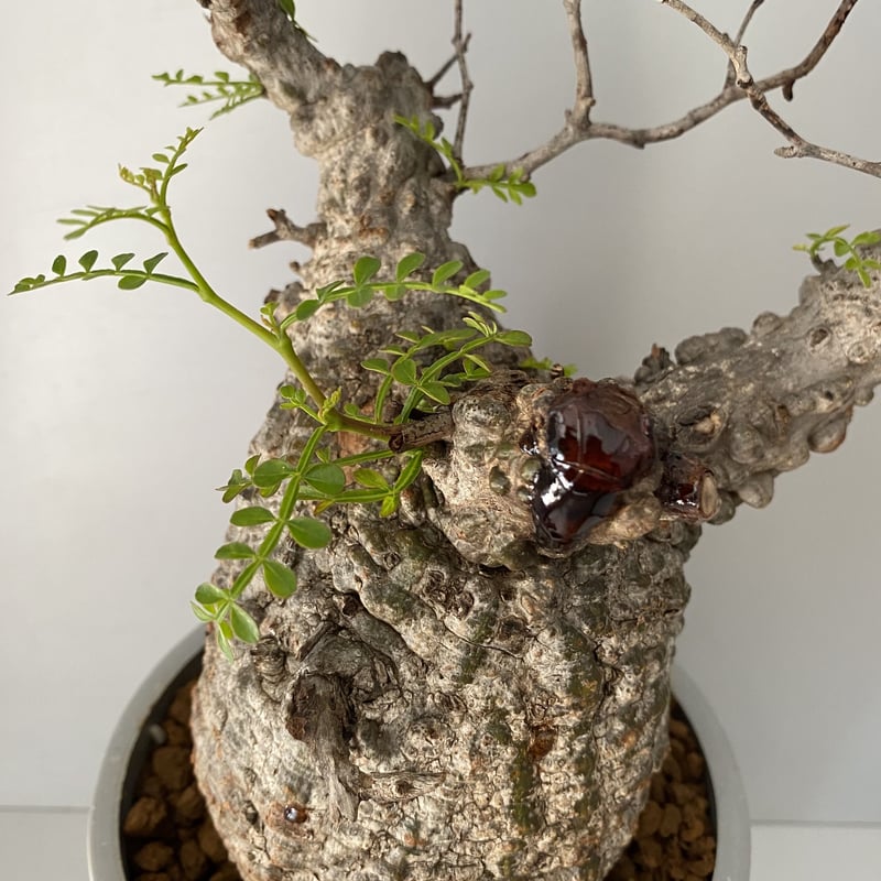 発根済 オペルクリカリア パキプス P05 | Botanical Holic