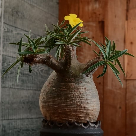 グラキリス - 象牙宮- ［No.170］  ×   根本峻吾 作 S.N POT type.cylinder「 鐡 - 黒焔 - 」3号 植木鉢 笠間焼