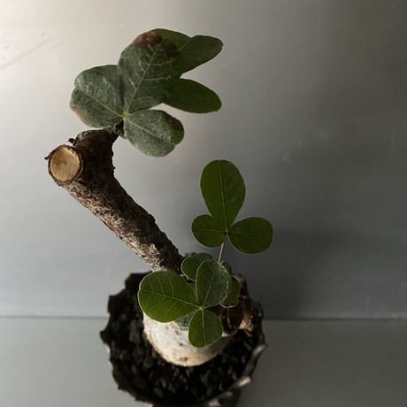 発根済 コミフォラ オルビクラリス SN-20 × S.N.Pot "長鉢 " - crown - 4号鉢 ［作家  "根本峻吾"］