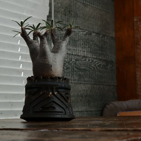 グラキリス - 象牙宮- ［No.164］  ×   根本峻吾 作 S.N POT type.cylinder「 鐡 - 黒焔 - 」3号 植木鉢 笠間焼