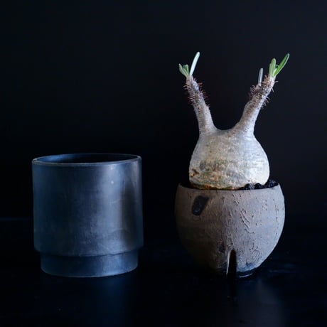 発根済 グラキリス 11  ×  " Black Wrap "［ 作家 : 沼野秀章 ］笠間焼 植木鉢