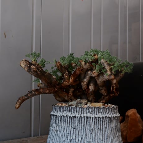 【大株 / w28cm】サルコカウロン ムルチフィズム［No.05］  ×   根本峻吾 作 S.N POT type.cylinder「 月光ノ爪牙」 5号 植木鉢