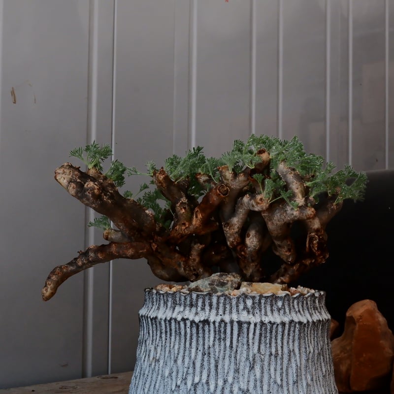 大株 / w28cm】サルコカウロン ムルチフィズム［No.05］ × 根本峻吾 作