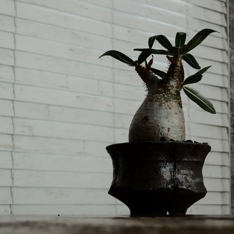 グラキリス - 象牙宮 -［No.47］  ×   沼野秀章 作「 black wrap 」3号 植木鉢 笠間焼