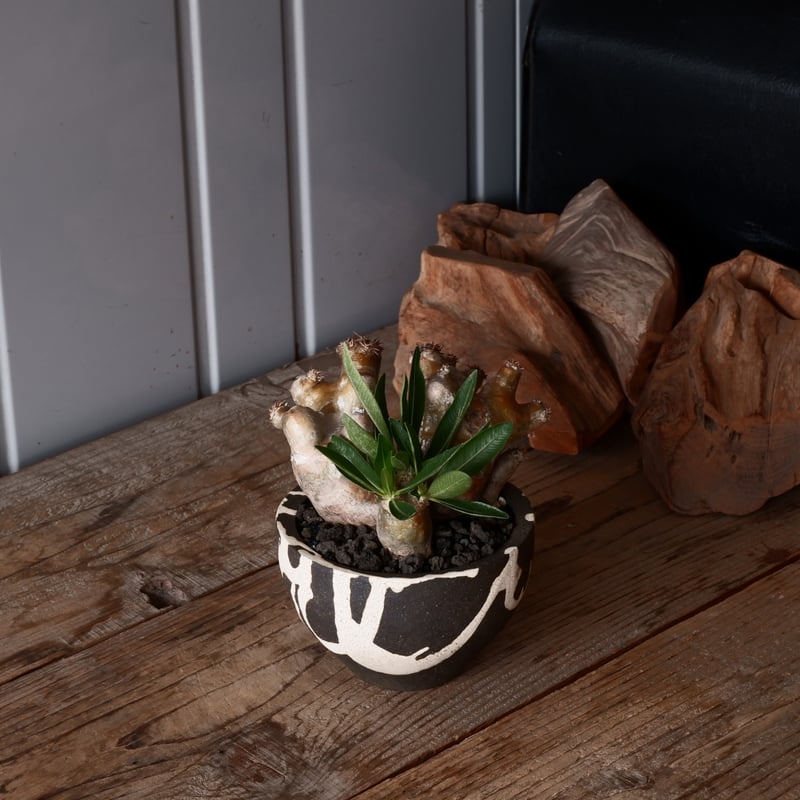 パキポディウム ブレビカリックス 輸入株 発根済［No.9］ × 沼野秀章