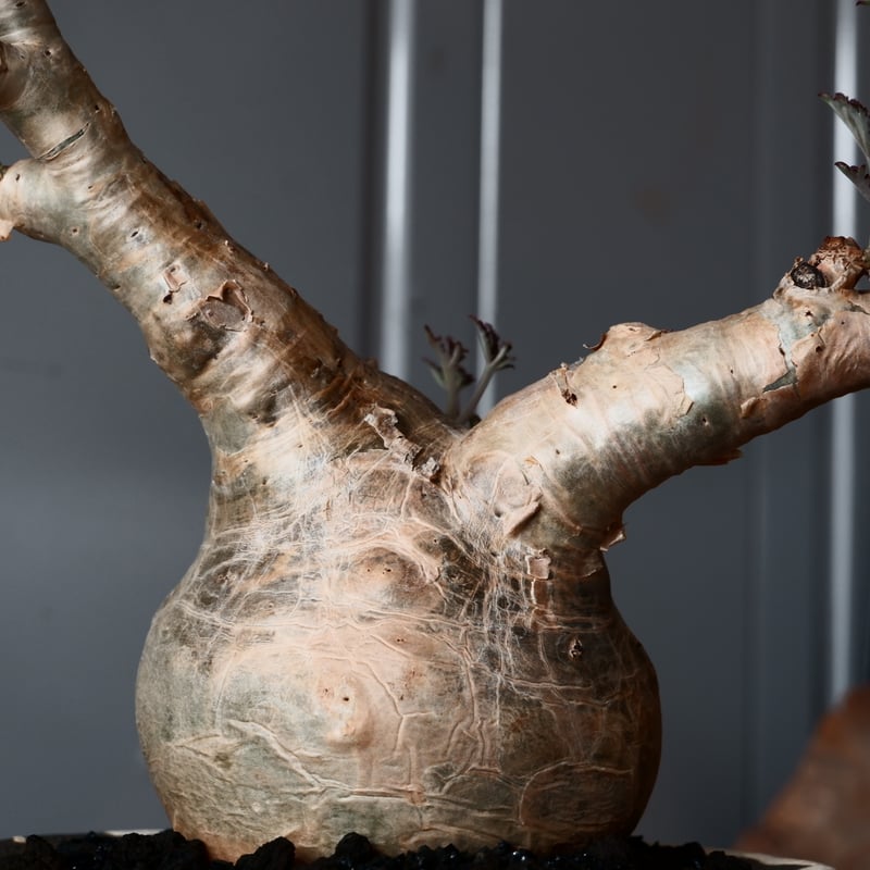 丸株 キフォステンマ ベティフォルメ ナローリーフ ソマリア産 輸入株