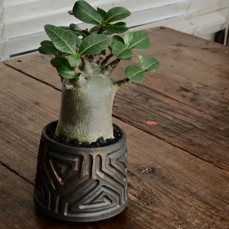 《人型》アデニウム アラビカム " ドワーフ " φ6.5cm［No.6］  ×  根本峻吾 作 S.N POT type.normal「 鐡 - kurogane - 」 3号  笠間焼