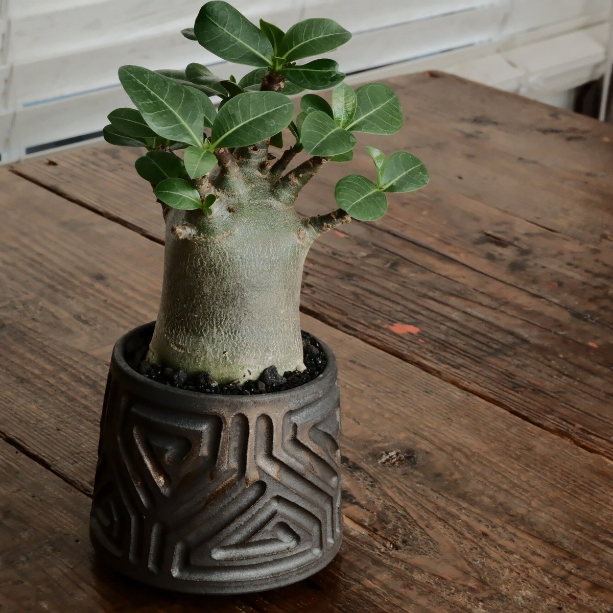 アデニウムペチュエリー　現地球 アデニウムペチュエリー 現地球 RAFLUMコレクション】アデニア