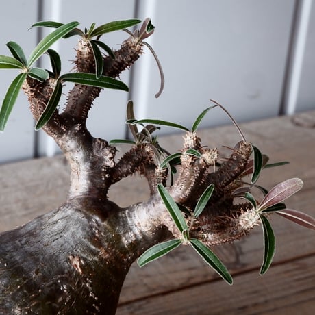 グラキリス φ12cm - 象牙宮-［No.16］× 根本峻吾 作 S.N POT type.low「 鐵 -堕天白- 」4.5号鉢 笠間焼
