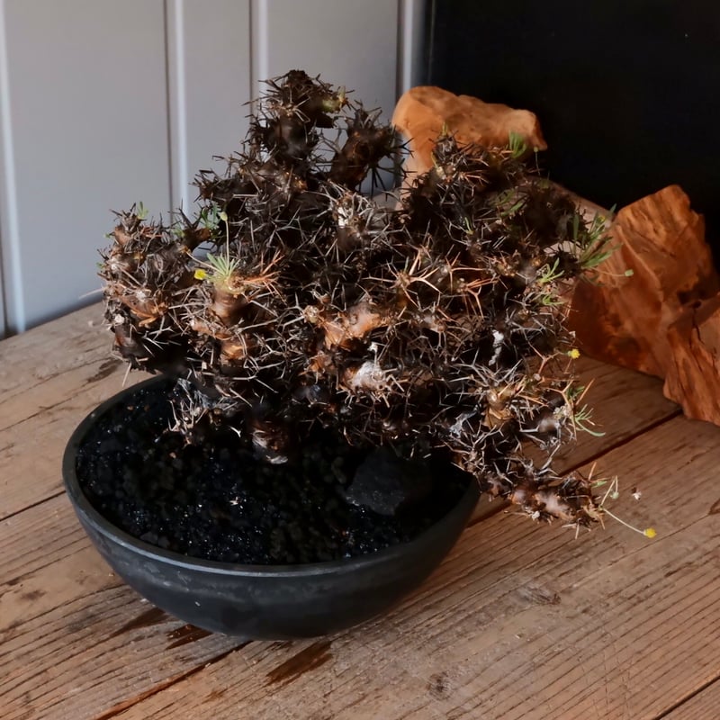 大株 】オトンナ ユーフォルビオイデス ［No.89］ × 8号 浅鉢 植木鉢