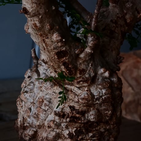 オペルクリカリア パキプス φ9.5cm［No.19］  × 沖誠 作「Spilal - 燻銀彩 - / round 」 3号 植木鉢 笠間焼