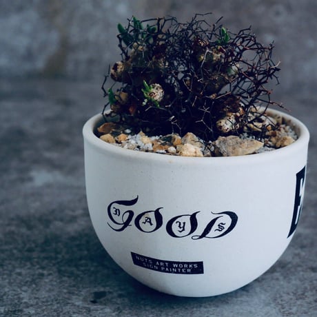 チレコドン  レティキュラーツス 万物想 No.01  ×   " EartH POWER " DESIGN POT / WHITE
