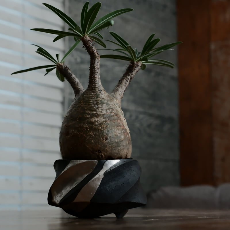 グラキリス 現地球 鉢付き 沖誠 作 笠間焼